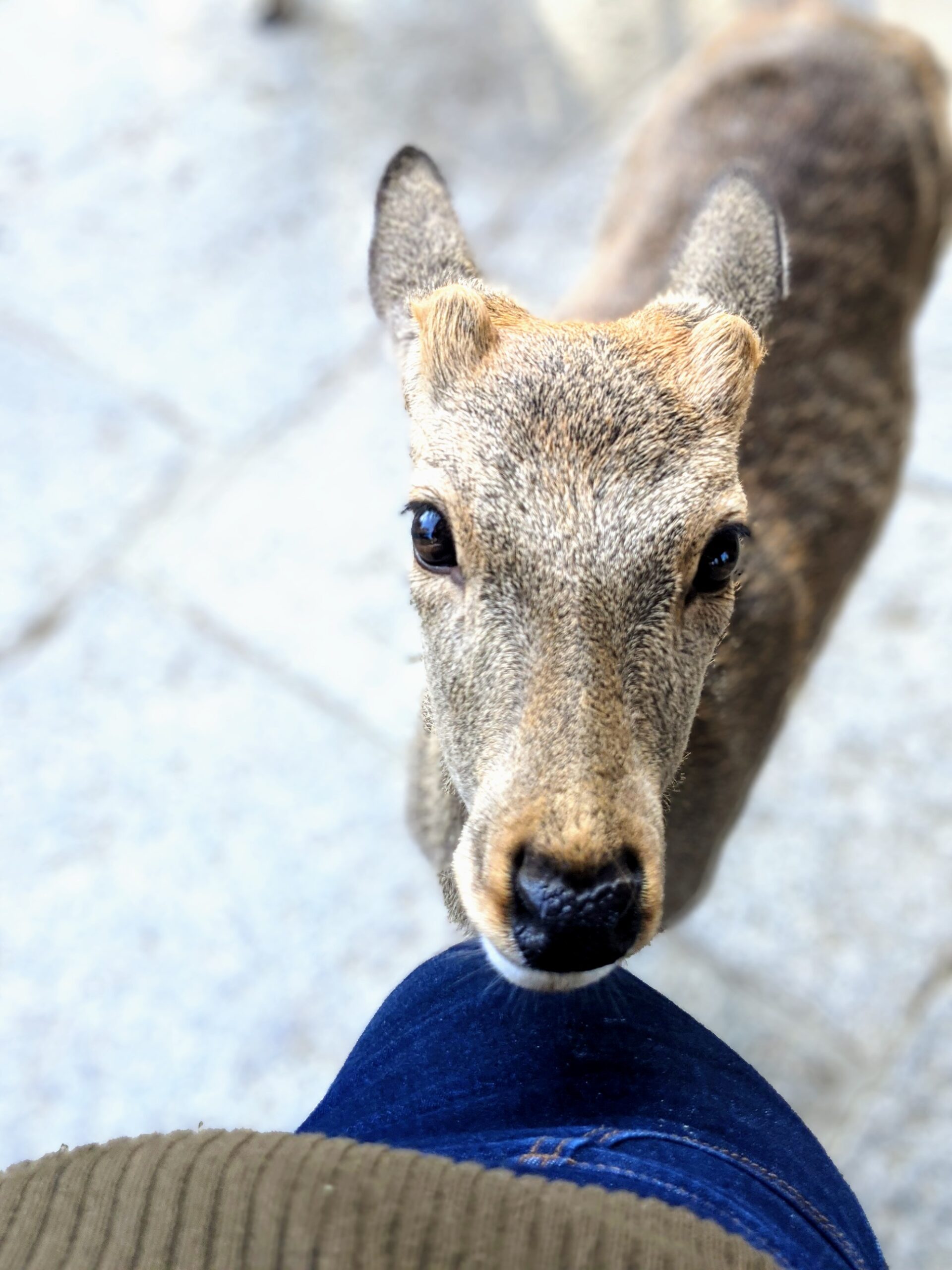 The Divine Deer Of Nara - Passport Potatoes